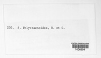 Phomopsis phlyctaenoides image